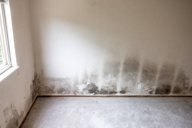 Best Mold Documentation for Insurance Claims  in USA